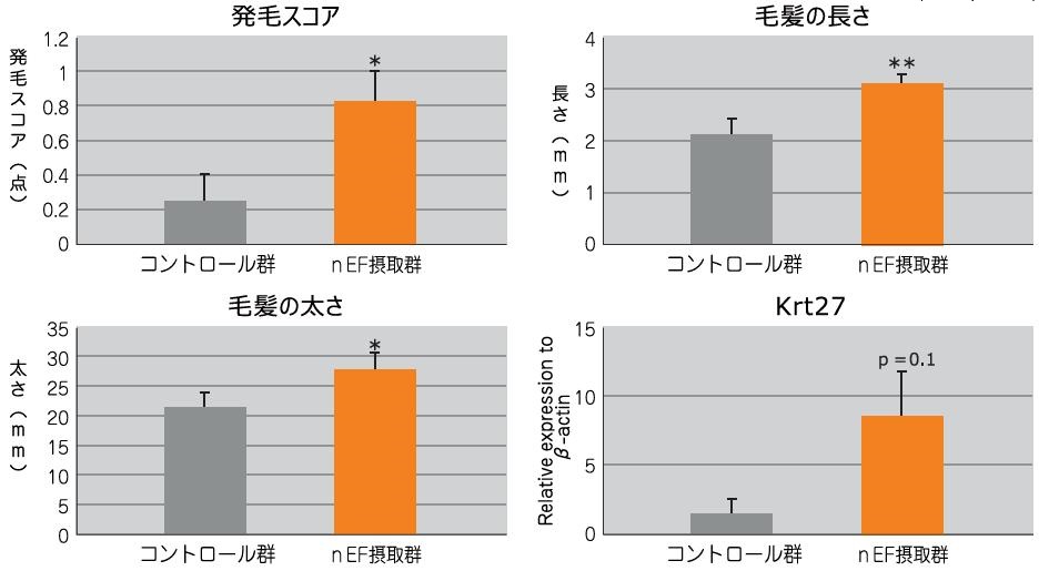 ナノ型乳酸菌nEFによる毛髪への影響