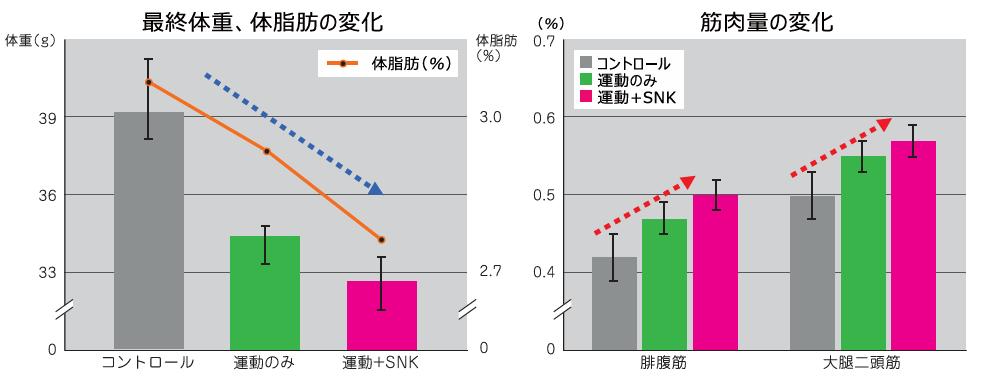 ＳNK運動相乗効果